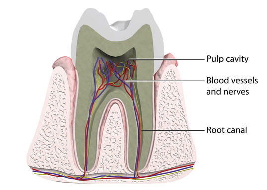 Root Canal Therapy to the Rescue!