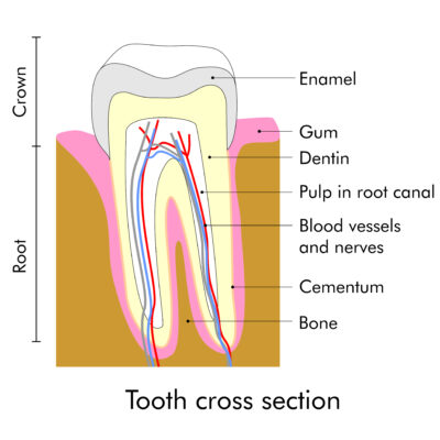 Dentin supports the tooth, but is extremely sensitive.