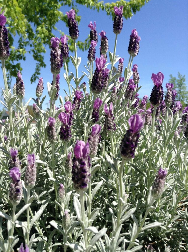 Spring Into a Healthy Mouth!