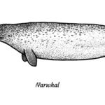 The narwhal's tusk is actually a very long and sensitive tooth.