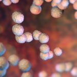 Streptococcus bacteria can be both helpful and harmful, depending on the species.