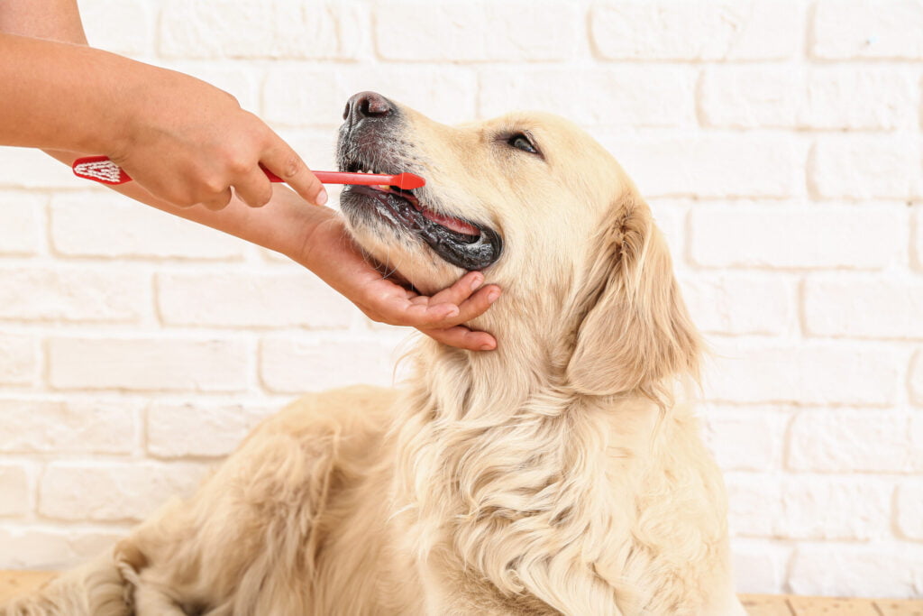 Don’t Forget Your Canines!