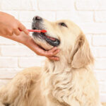A golden retriever is being gently brushed on the teeth with a red toothbrush by a person's hand. The dog appears calm and cooperative, sitting against a backdrop of a white brick wall, adding a clean, textured background to the scene. This image emphasizes pet dental care.
